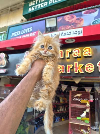 قطط للبيع