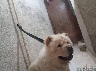 للبيع تشاو تشاو