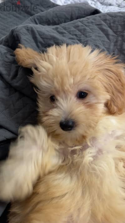 Maltipoo for sale