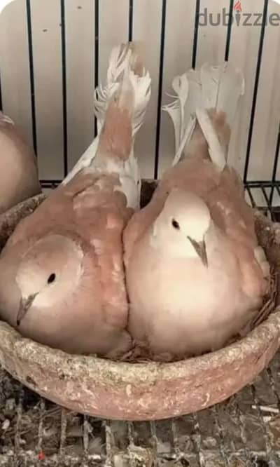 حمام امرى  منتج وشبابات