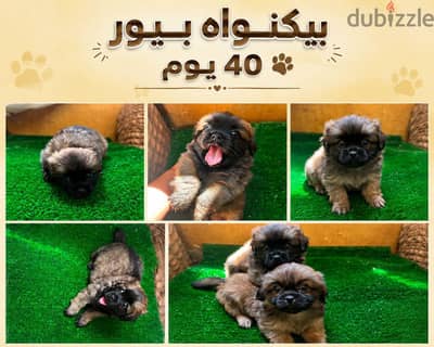 دباديب بيكنواه للبيع