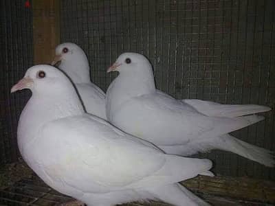 حمام لاحم بيور