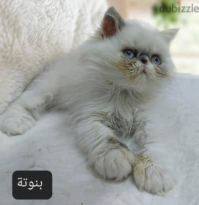 قطة هيمالايا للبيع