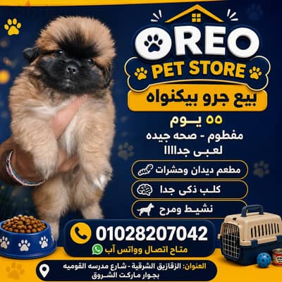 جرو بيكنواه توي مقاس صغير جدا