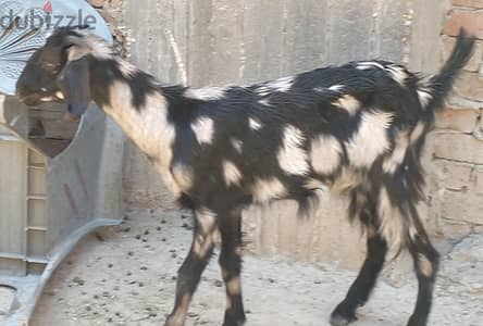 مشروع على قد الايد