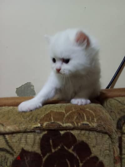 قطط شيرازي مون فيس للبيع