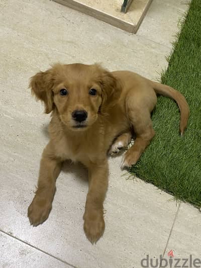 Exceptional Golden Retriever Female Puppy – Fully Vaccinated & Trained