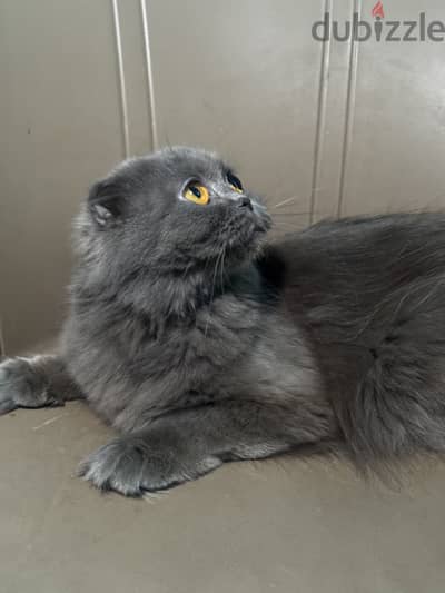 Scottish fold and straight for adoption