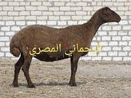 خروف للبيع