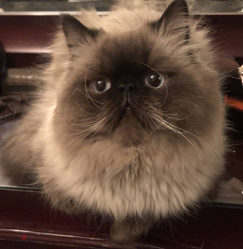 For Adoption 1