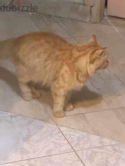 قطه للتبني