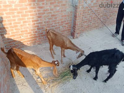 تلت نتي