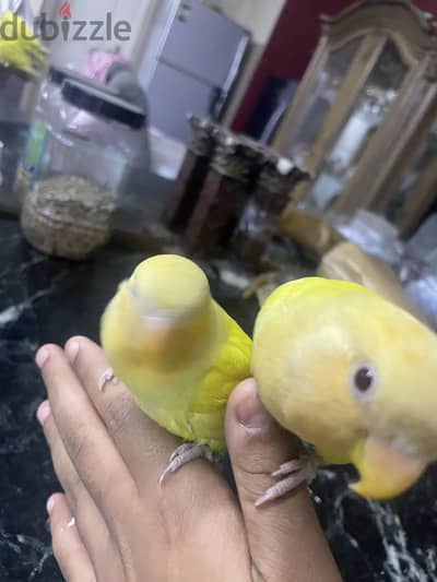 جوز روز مدربين
