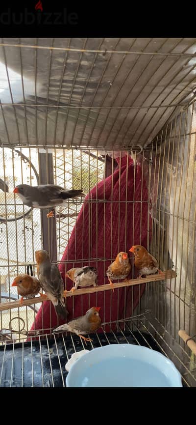 عصافير زيبرا هاف اورانج و فل اورانج