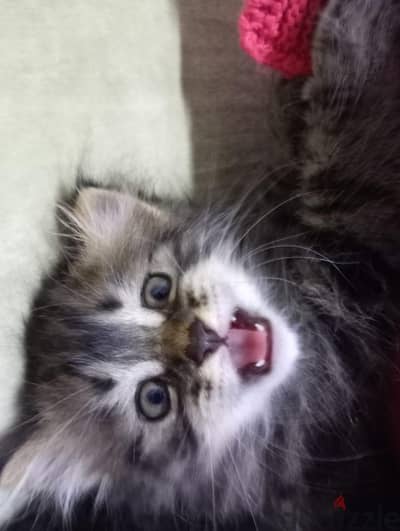 2 months male kittens waiting for their new home