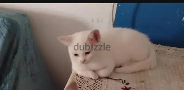 قطة شيرازي صغيرة ٣ شهور عسولة جدا