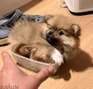 Pomeranian
