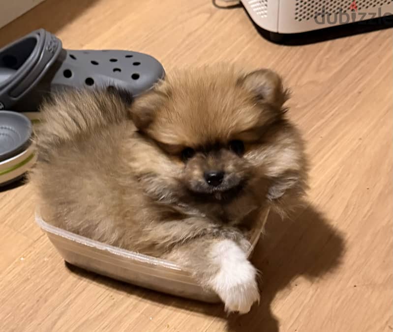 Pomeranian 1