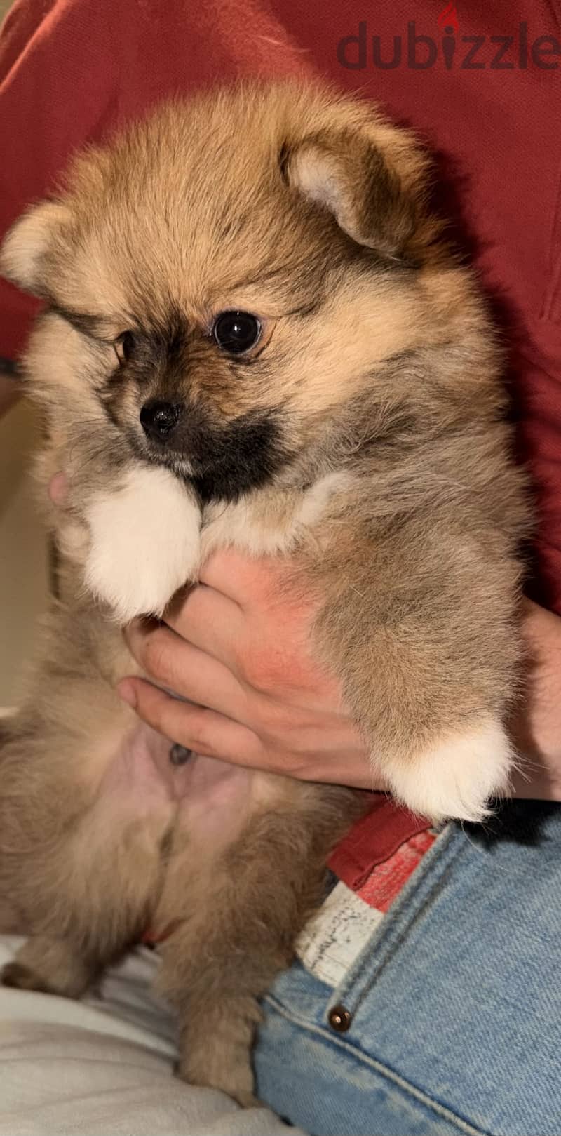 Pomeranian 2