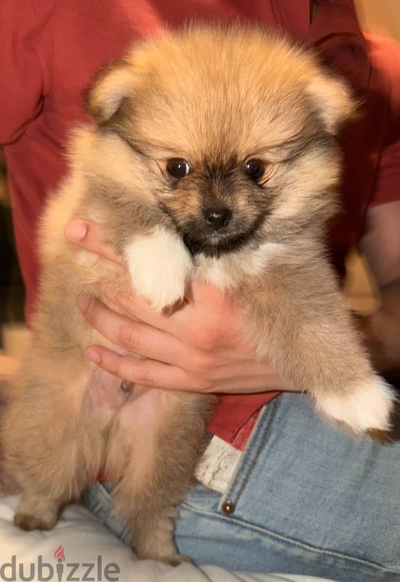 Pomeranian 3