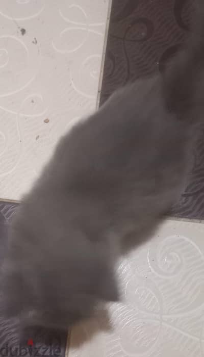 قطة شيرازي
