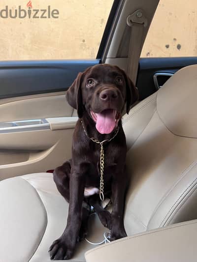 Chocolate Labrador retreiver