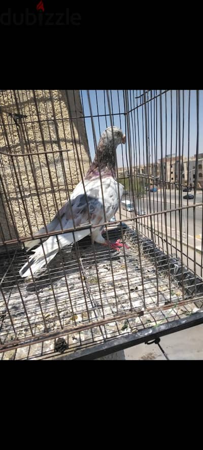 دكر سحن توب هيد هيدى شغال فريخ