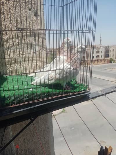 قص صافى عادات شغالين وبزقو الزغاليل
