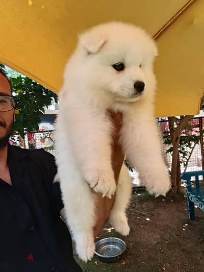 samoyed سامويد