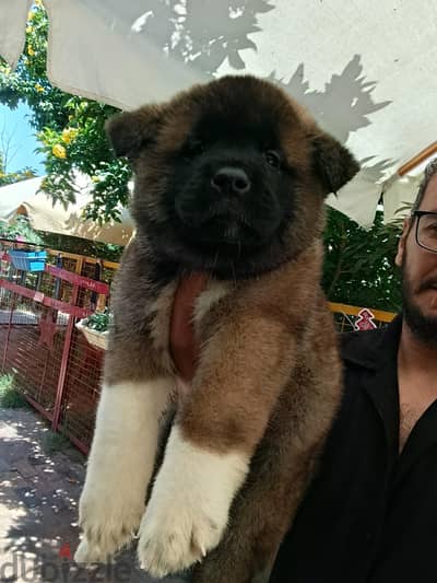 akita  اكيتا