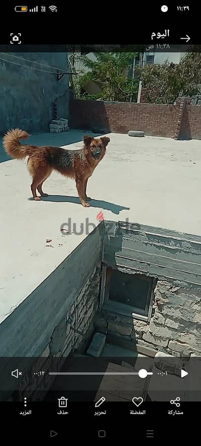 نتايه  طالبه الجوز للبيع