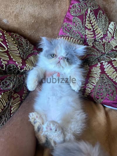 بنت كاليكو دايلوت ڤان دبدوبه 01069909879