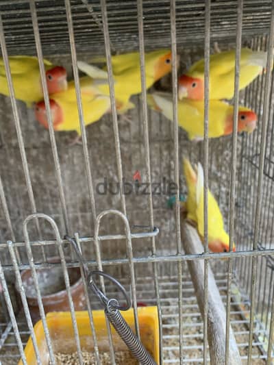 روز لاتيني عين حمرا سوبر جامبو