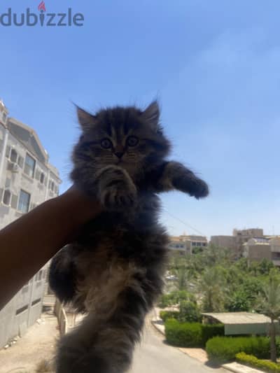 قط شيرازي مون فيس
