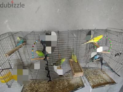 مجموعة شباب استرالي