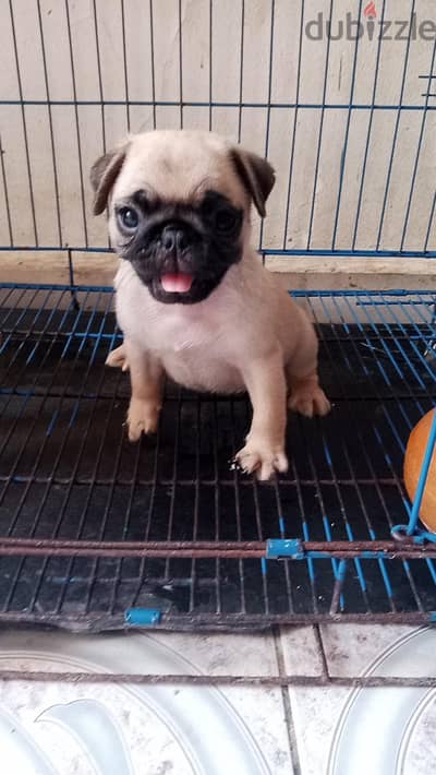 puppy pug 40 days