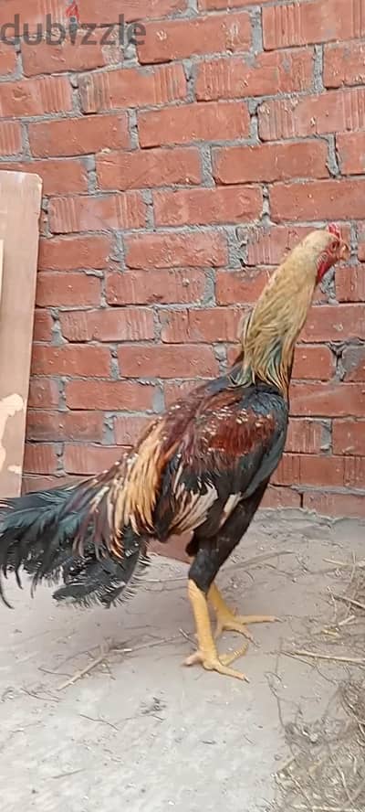 بدر هندي 8 شهور