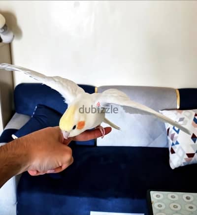 عصفوره كوكتيل لاتيني البينو عمر 6 شهور