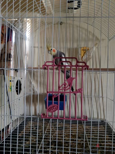 قص كوكتيل حبشي