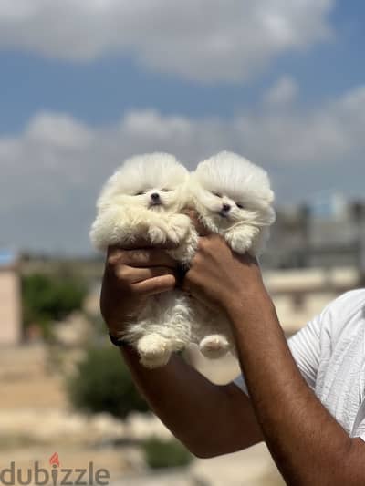جراوي بوميرنيان Pomeranian Puppies تي كب T-Cup | Imported | Male & Fem