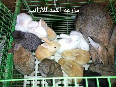 سلالات ارانب