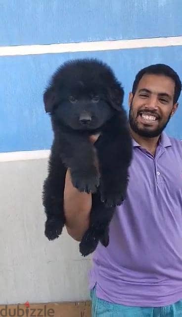 best royal black puppy