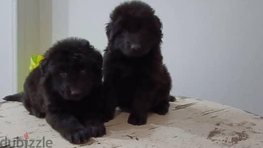 best royal black puppy