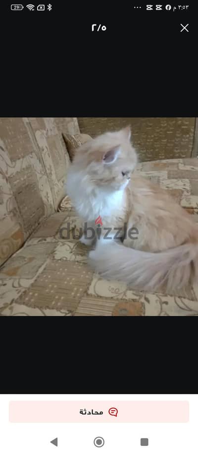 قطط بيرشن