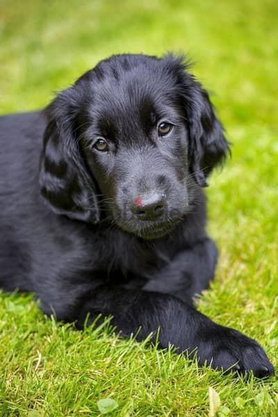 Black golden retriever
