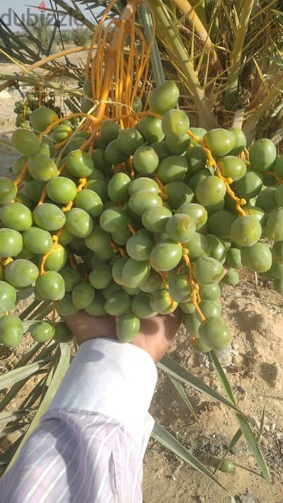فدان مجدول للبيع
