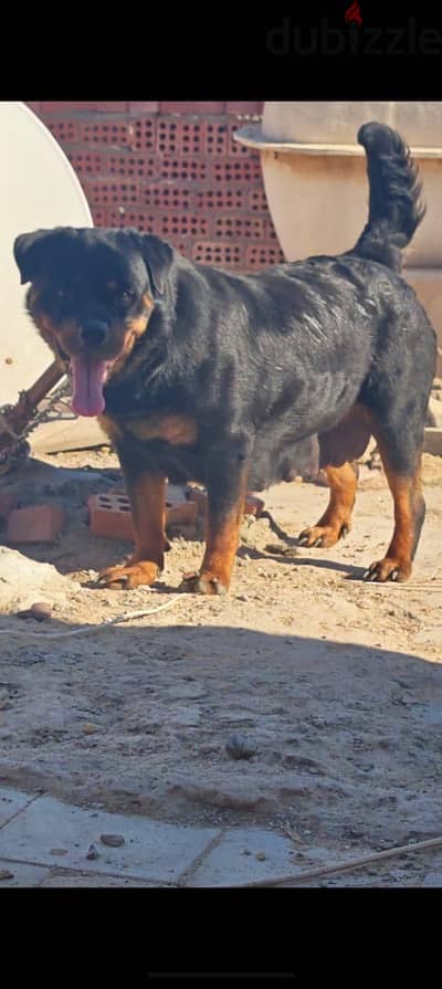 Rottweiler female