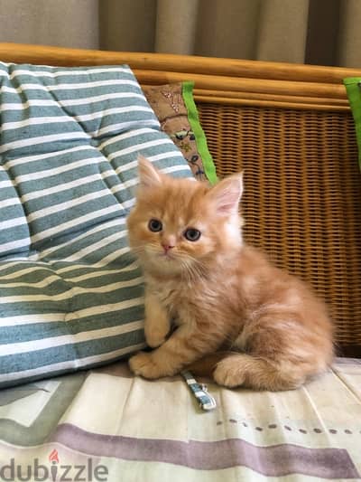 Orange Shirazi kitten Male - قط شيرازي ولد