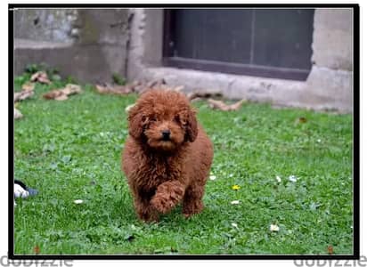 جراوي توي بودل Toy Poodle Puppies بيور | Imported | Male & Female