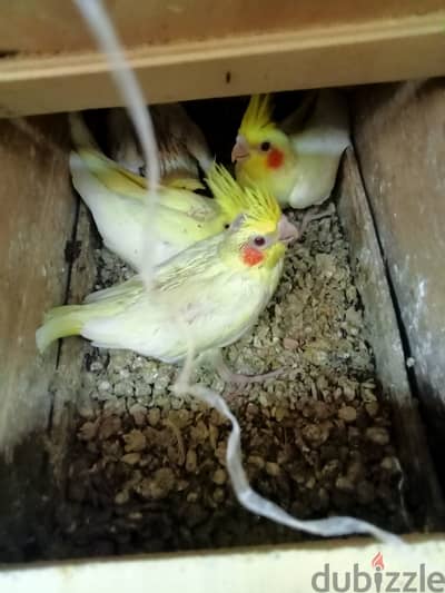 زغاليل كوكتيل لاتينى عمر حوالى 30يوم عين حمرا للتاكيل اليدوى